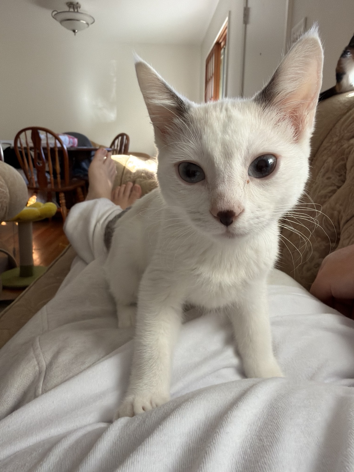 Angel approaching the camera