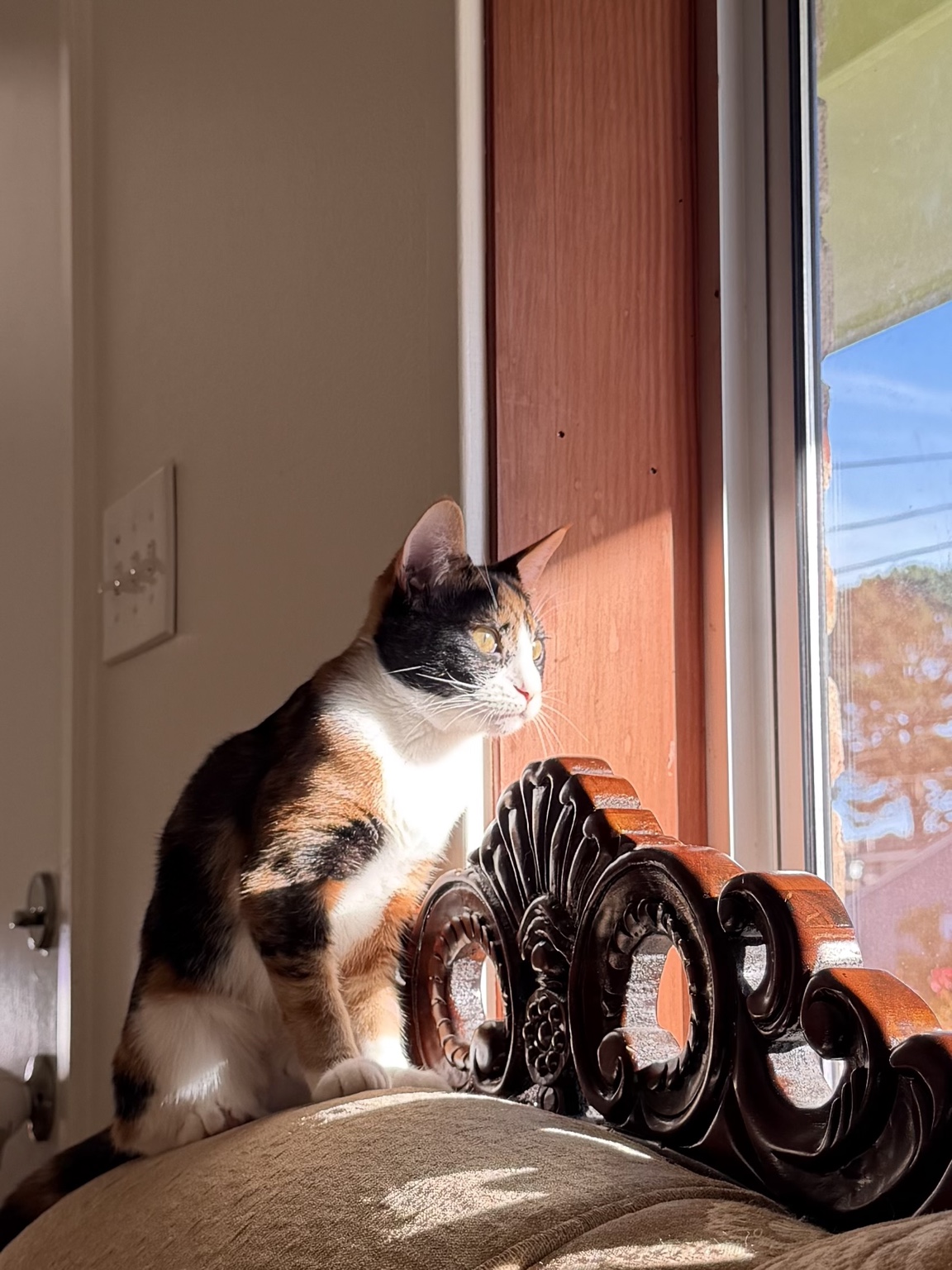 Real photo of Lollipop, a young calico kitten