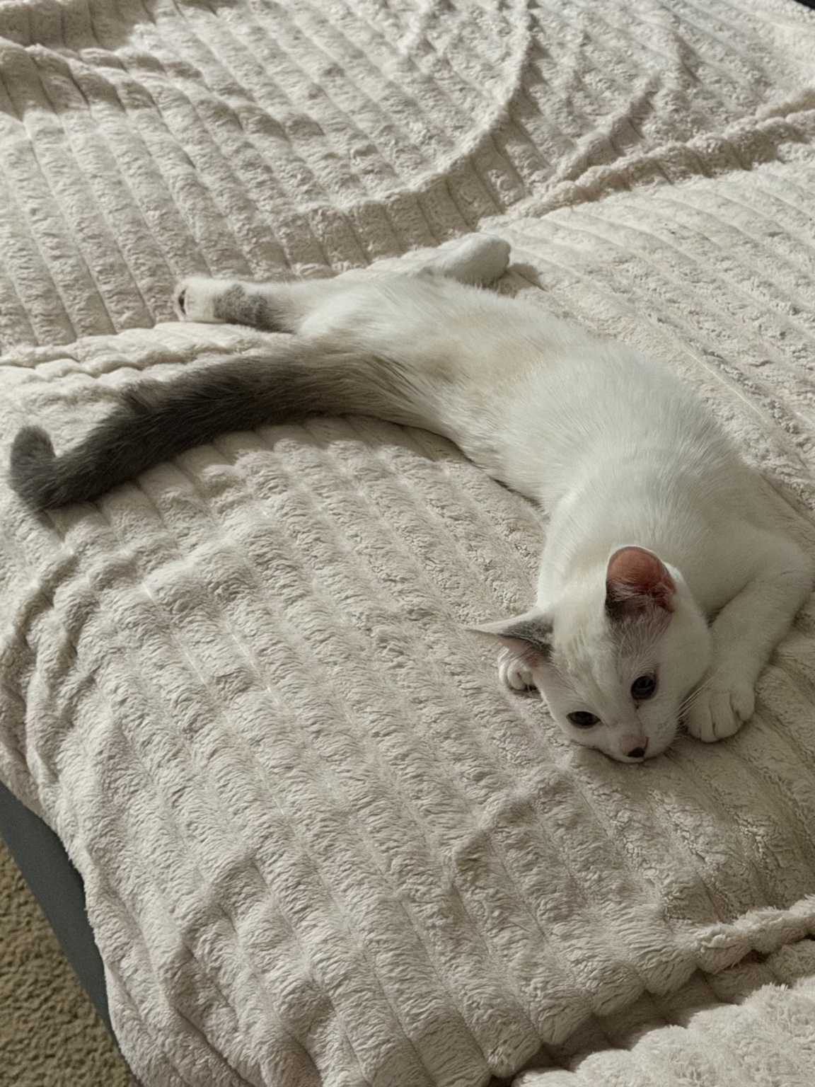 Real photo of Angel, a white kitten relaxing on a blanket