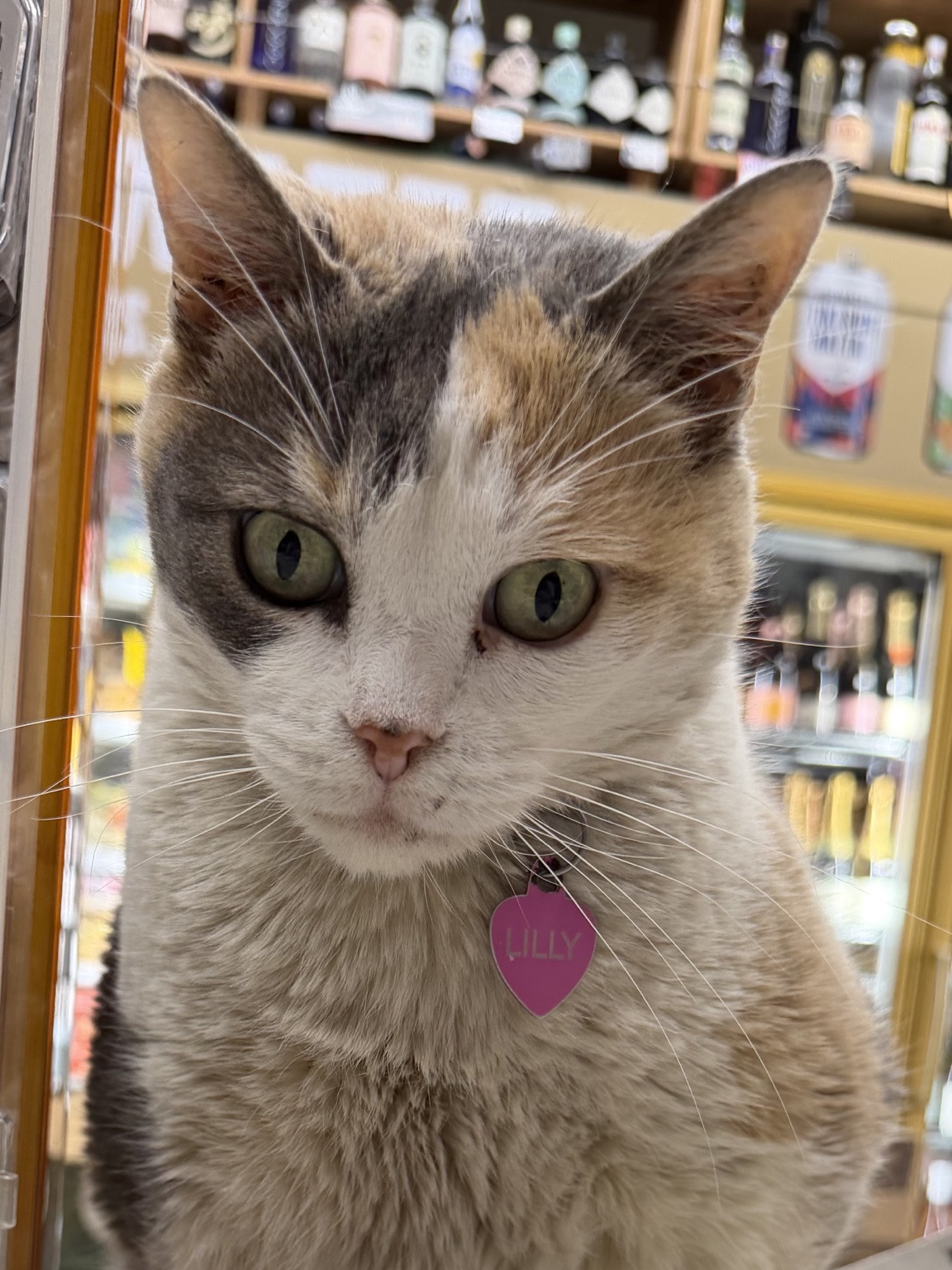 Close-up portrait of Lilly, a dilute calico cat