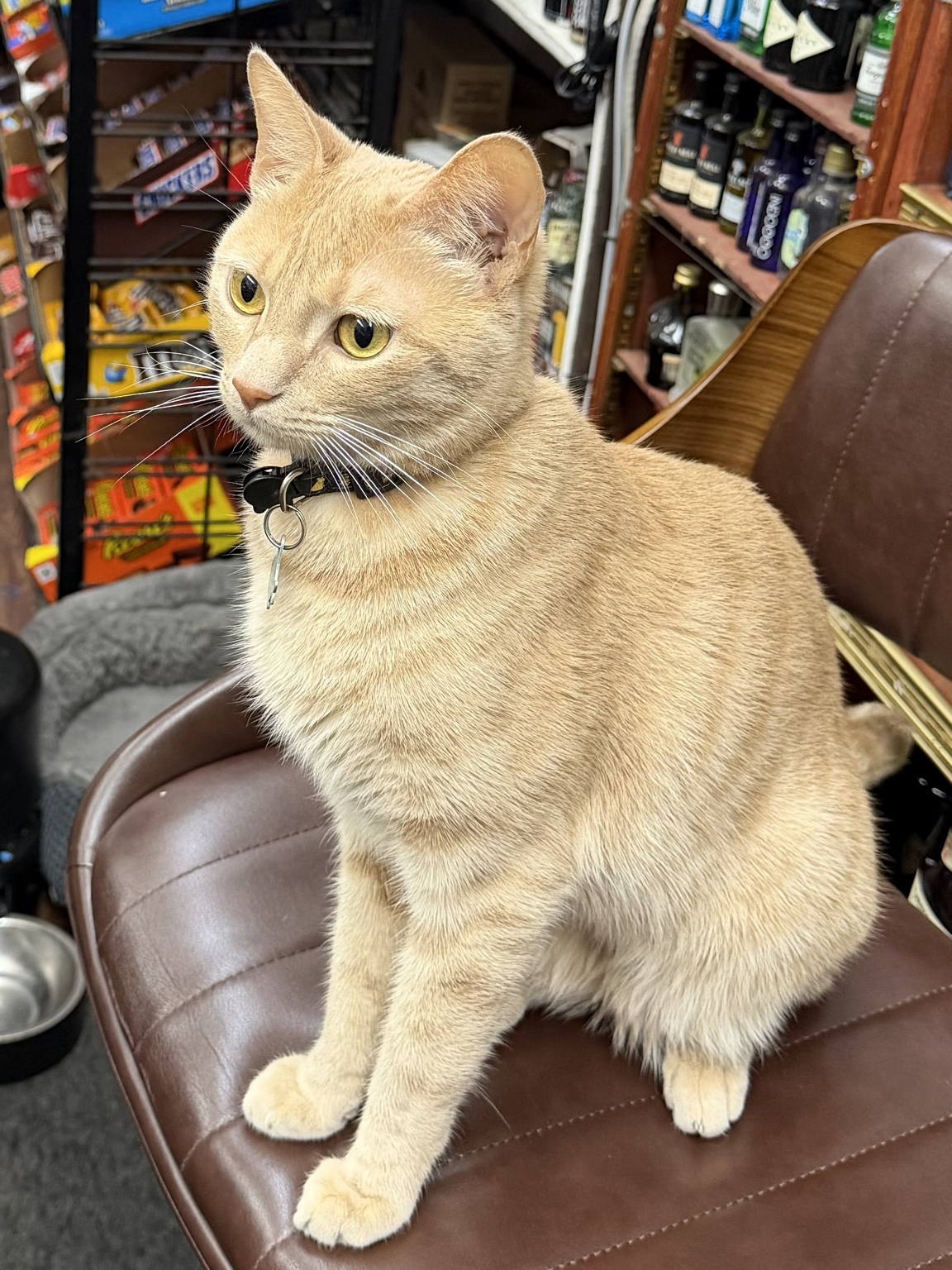 Murphy sitting on a shop chair