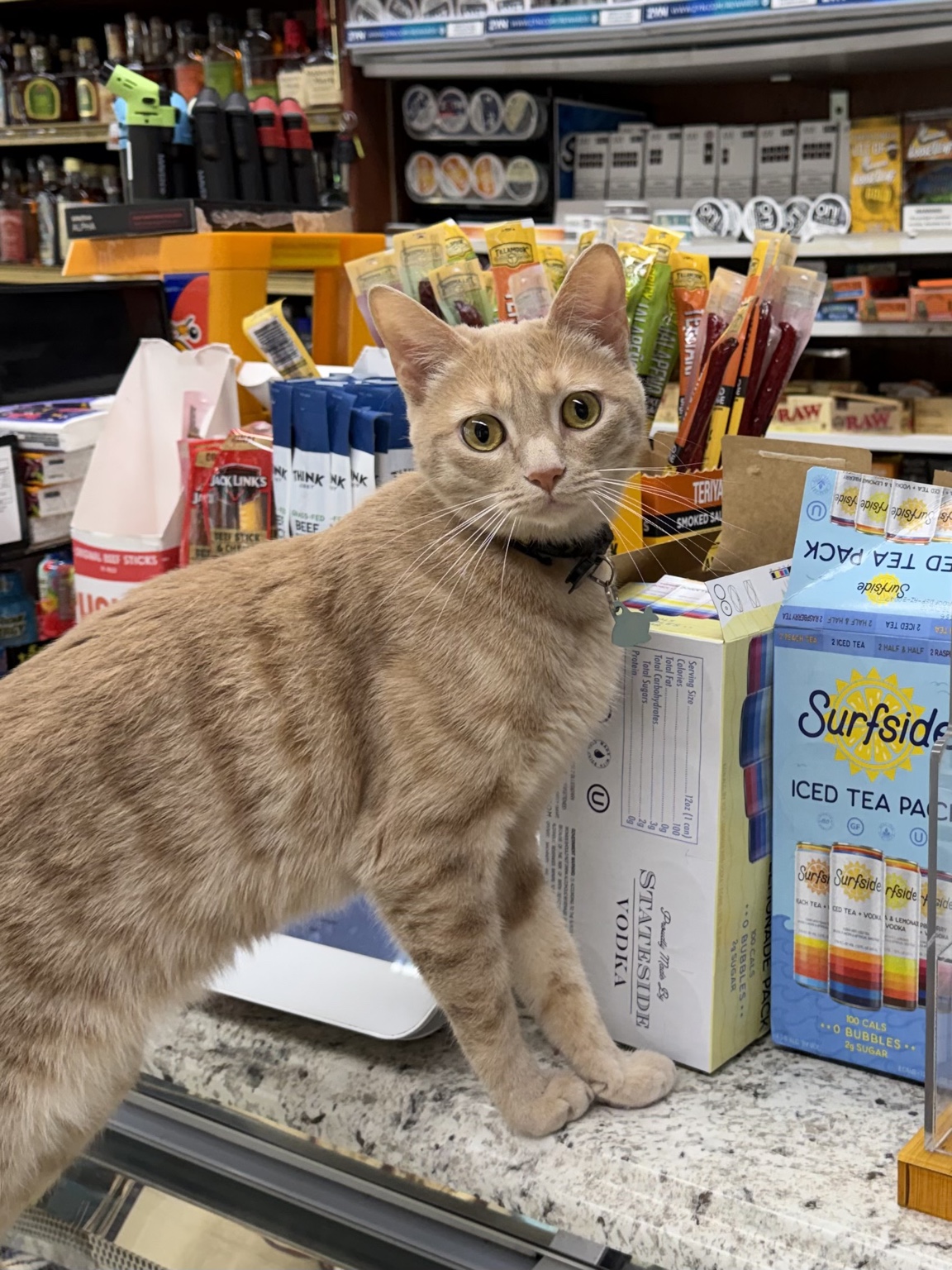 Real photo of Murphy, a pale orange tabby cat at the store counter