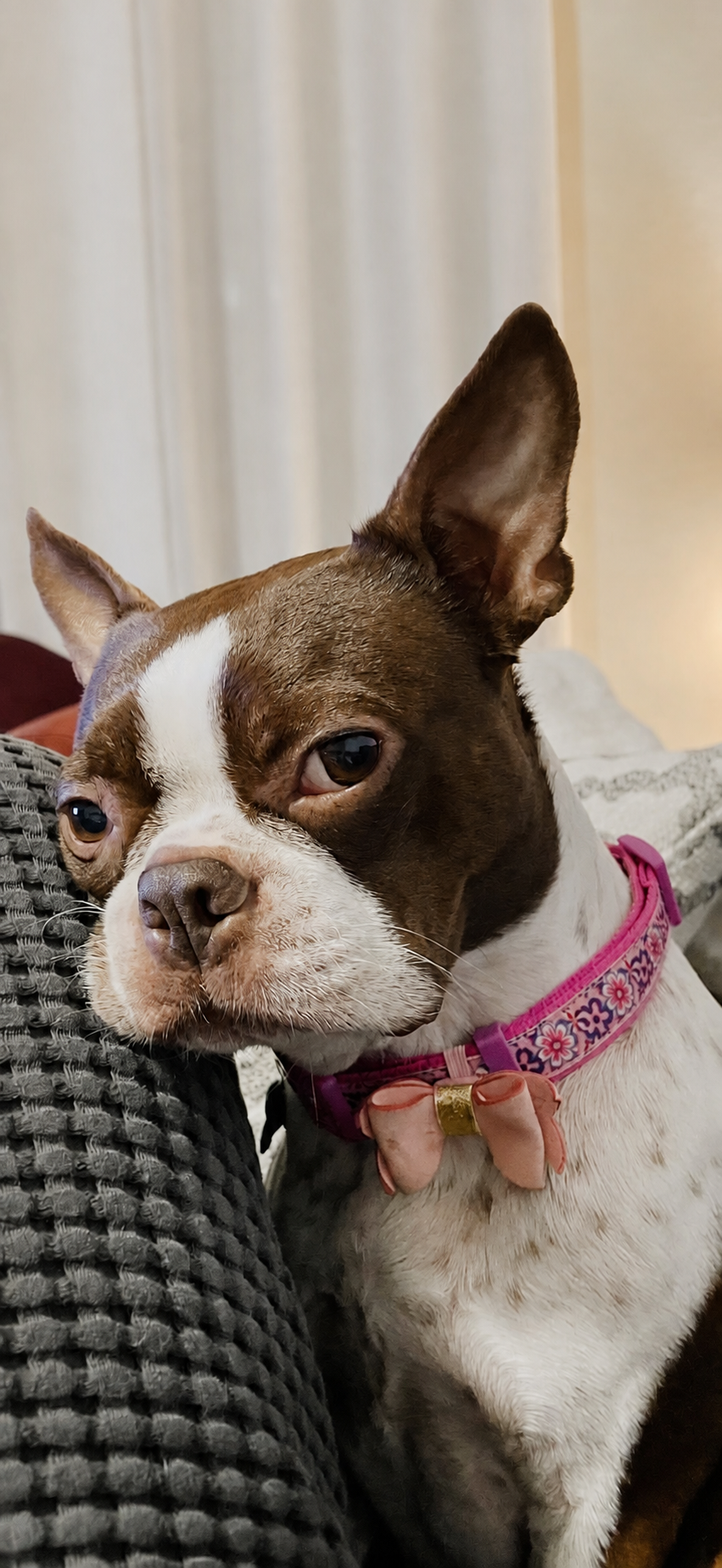 Close-up portrait of Ruby wearing her pink collar